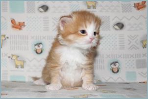 Male Siberian Kitten from Deedlebug Siberians 